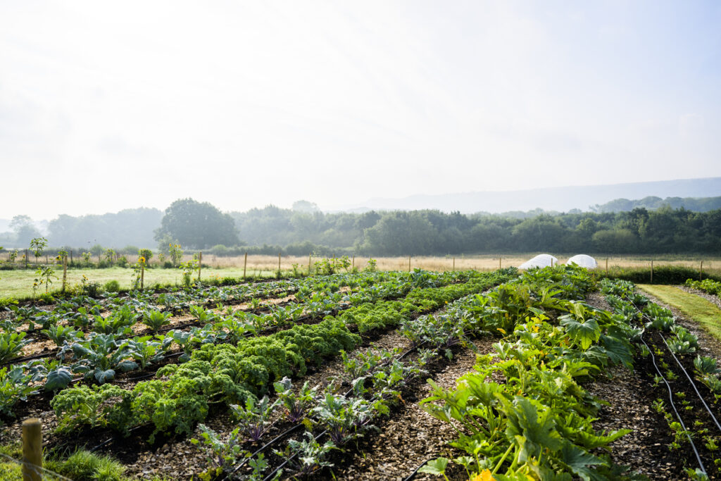 Regenerative Agriculture: The Next Frontier In Sustainable Food ...