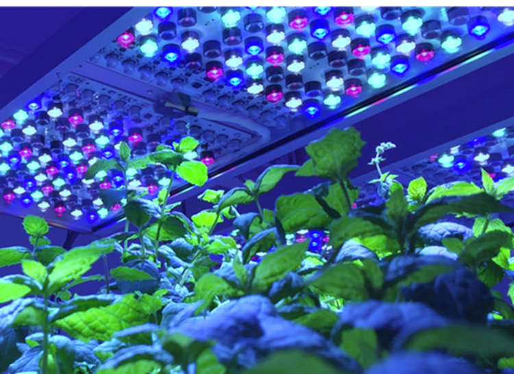 The Purpose of Blue Light in Horticulture - KnowHow