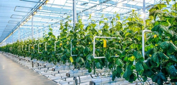 IHS: Full Spectrum Light in Horticulture - KnowHow